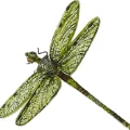 starella
